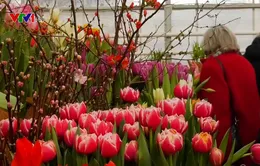 Chiêm ngưỡng hàng nghìn cây hoa tulip nở sớm ở Nga