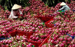 Để nông sản Việt có đầu ra bền vững