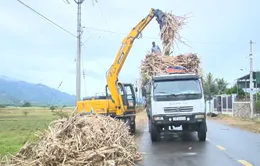 "Tay bốc mía siêu to" giảm sức ép thiếu hụt lao động