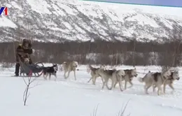 Cuộc thi chó kéo xe trượt tuyết ở Kamchatka, Nga