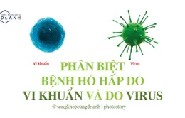 Phân biệt bệnh hô hấp do vi khuẩn và do virus