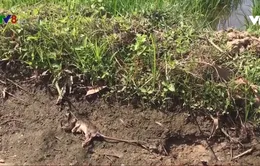 Cảnh báo chuột phá hoại đồng ruộng ở Quảng Nam