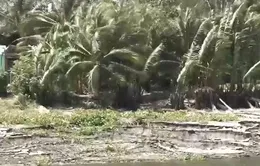 Tiền Giang: Người dân bất an vì sạt lở chưa từng thấy
