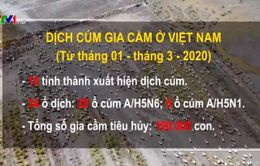 10 tỉnh, thành đã xuất hiện dịch cúm gia cầm