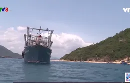 Bình Định: Hơn 20 tàu cá đóng theo NĐ67 được mua bảo hiểm tàu cá