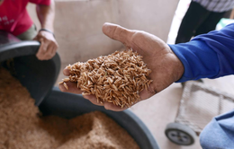 Thái Lan chưa hạn chế xuất khẩu gạo