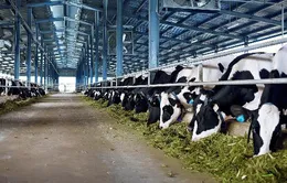 Ghé thăm trang trại bò sữa hữu cơ đạt chuẩn châu Âu đầu tiên ở Việt Nam