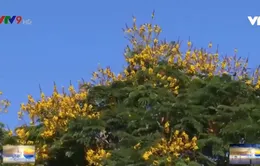 Ngắm hoa trước hiên nhà - bình yên mùa dịch bệnh