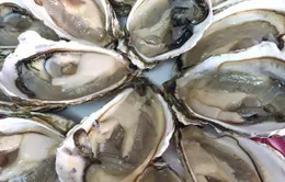 Hà Nội mong dân “giải cứu” cá hồi, ngao, hàu