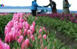 Nông dân trồng hoa tulip ở Mỹ thất thu vì COVID-19