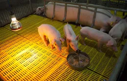 Việt Nam nhập khẩu lợn giống từ Thái Lan