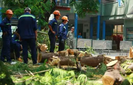 Vụ cây phượng đổ làm chết học sinh: Sở GD&ĐT TP.HCM ra công văn khẩn