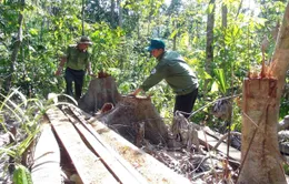 Phú Yên: Điều tra các đối tượng ngang nhiên mở đường để phá rừng