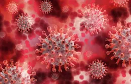 Virus SARS-CoV-2 đột biến khiến nó dễ lây sang người hơn