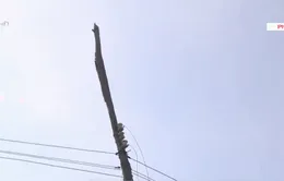 Mất an toàn vì cột điện tre, gỗ trên Quốc lộ