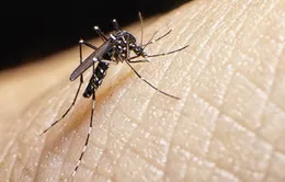 Brazil phát hiện chủng mới của virus Zika