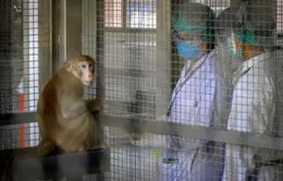 Thái Lan thử nghiệm mẫu vaccine mRNA trên khỉ đuôi ngắn