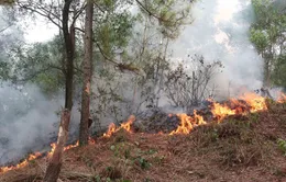 Nghệ An: Cháy rừng thông và keo ở xã Diễn Lộc lan rộng