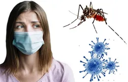 Nghiên cứu phát hiện muỗi không thể lây truyền virus SARS-CoV-2 sang người