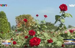 Đồng Tháp: Hấp dẫn cánh đồng hoa hồng Sa Đéc