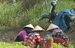 Nắng hạn, người nông dân phải lấy tiền bán rau bù tiền điện