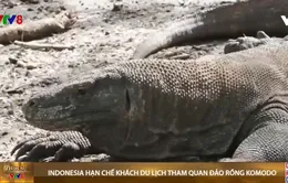 Indonesia hạn chế số khách du lịch tham quan đảo rồng Komodo