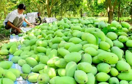 Bị “xài chùa” mã số đóng gói, xoài Cao Lãnh “lãnh đủ”