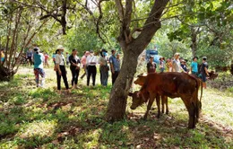 Trao bò giống sinh sản cho hộ đồng bào thiểu số nghèo