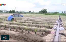 Ninh Thuận: Cánh đồng lớn cho cây đặc hữu vùng khô hạn