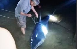 Cá mập 200 kg mắc câu trôi dạt vào sông