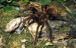 Nọc độc của nhện có thể giảm cơn đau của hội chứng ruột kích thích