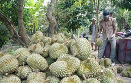 Xúc tiến đàm phán xuất khẩu sầu riêng chính ngạch sang Trung Quốc