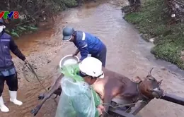 Yêu cầu Thừa Thiên - Huế làm rõ nguyên nhân trâu bò chết rét nhiều