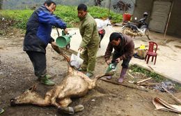 Hàng trăm gia súc chết do giá rét ở Nghệ An