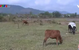 Làm rõ nguyên nhân gia súc chết rét hàng loạt