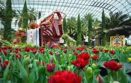 Lễ hội hoa tulip trở lại với nhiều bất ngờ tại Gardens by the Bay