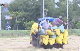 Nông dân Phú Yên trữ lúa chờ giá lên