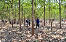 “Vàng trắng” lên giá - doanh nghiệp hưởng lợi