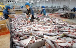 Xuất khẩu tăng, người nuôi cá tra vẫn thua lỗ