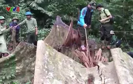 Quảng Trị không giữ chân được những người giữ rừng