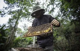 Bộ Công Thương: DOC áp mức thuế quá cao với nghề nuôi ong của Việt Nam