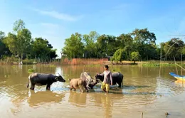 Hình tượng trâu trong dòng chảy văn hóa Việt