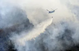 Cháy rừng nghiêm trọng gần thủ đô Tokyo, Nhật Bản
