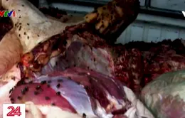 Thâm nhập “thủ phủ” buôn bán lợn chết giữa Thủ đô