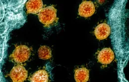 Phát hiện bệnh nhân nhiễm đến 2 biến thể virus corona