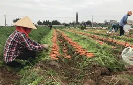 Hỗ trợ tiêu thụ nông sản, thực phẩm từ vùng dịch