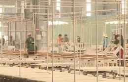VCCI: Cần đảm bảo gỗ hợp pháp trong đấu thầu mua sắm công