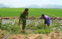 Trồng cần sa trong vườn, người dân khai để “cho gà ăn”