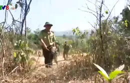 Kon Tum: Tăng cường bảo vệ rừng khu vực biên giới