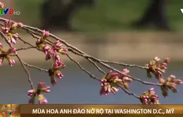 Mỹ: Mùa hoa anh đào nở rộ tại Washington D.C